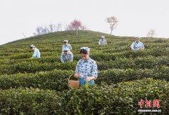 （走进中国乡村）大别山北麓一口春香销百亿 “新茶人”注活力